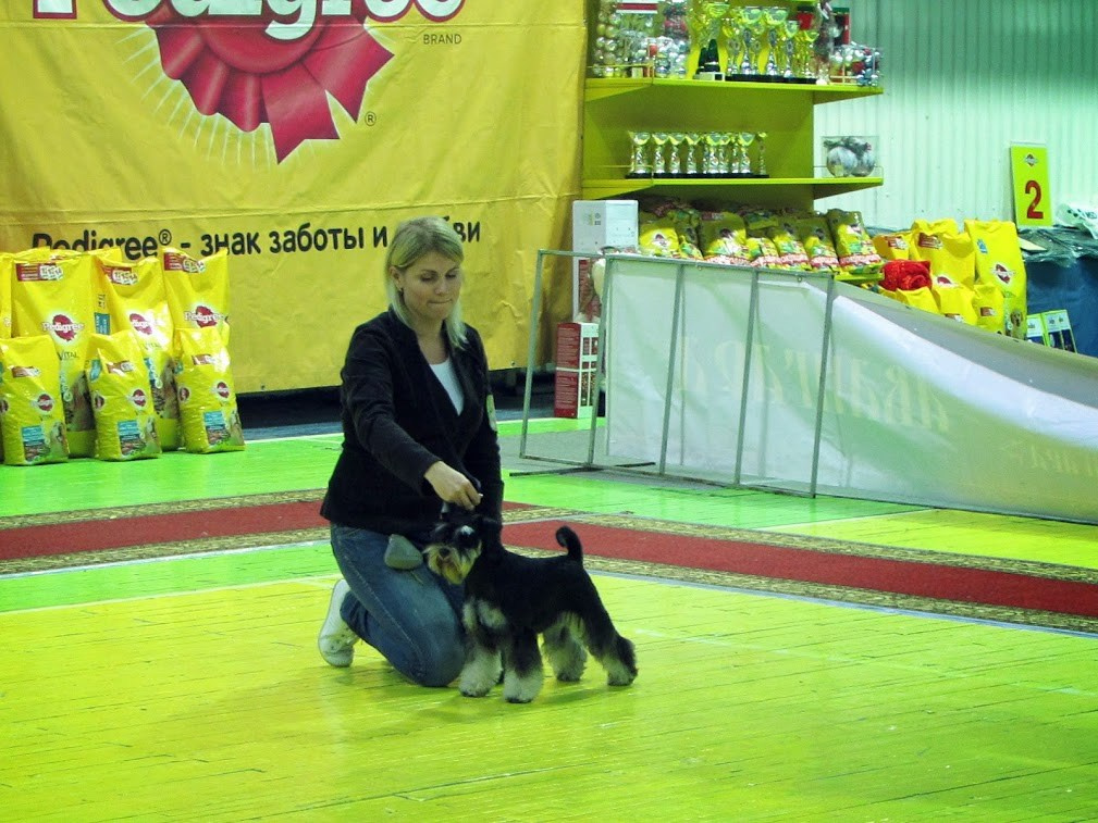Леля/Asson Ari Unara Valeri. Питомник цвергшнауцеров в Беларуси «Делинсо Бэлэнс»