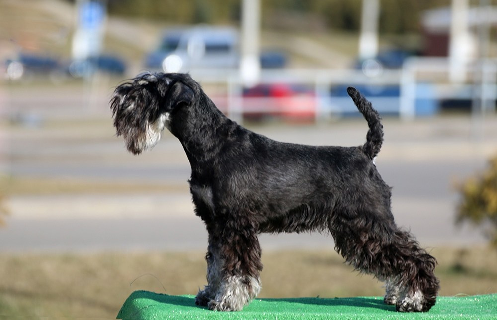 Питомник Делинсо Бэлэнс, щенки цвергшнауцера, купить щенка цвергшнауцера, питомник цвергшнауцеров, кобель цвергшнауцера для вязки, щенок цвергшнауцера, питомник цвергшнауцеров, черный с серебром, цверг, лучший питомник в беларуси