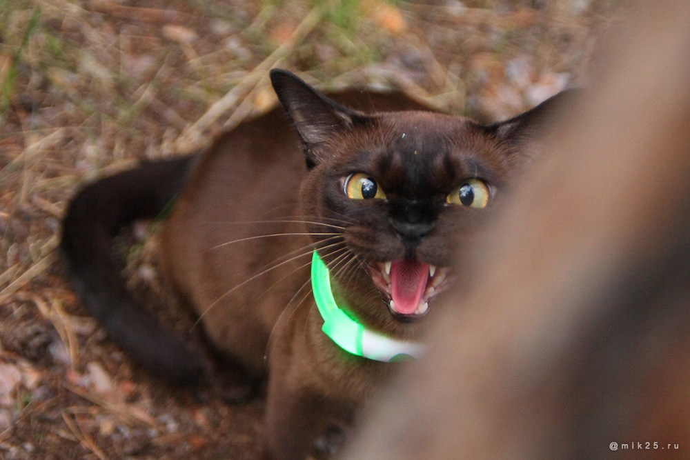 Двадцать пятый. Mik25