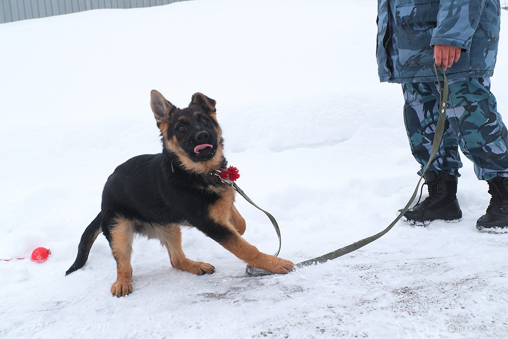 Разное. Конец зимы. Mik25