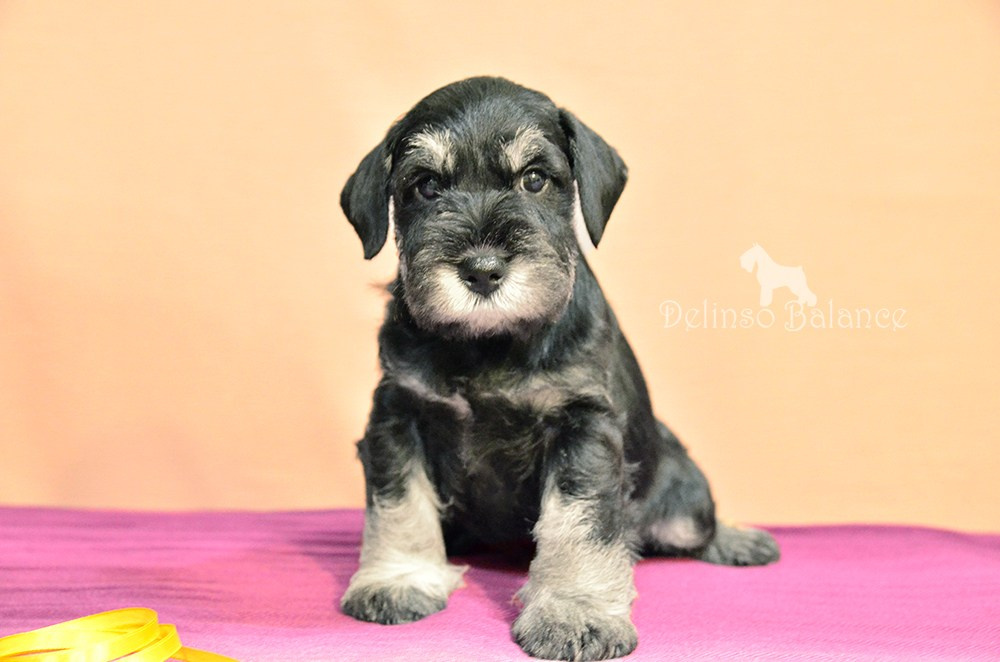 Щенок цвергшнауцера питомник цвергшнауцеров делинсо бэлэнс