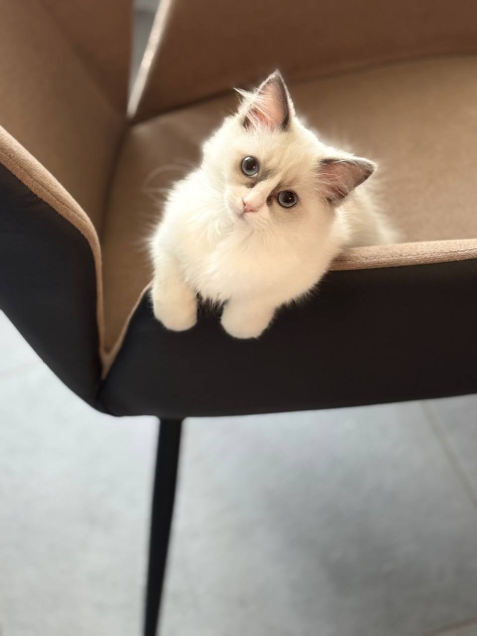 Выпускники Loyal Adore. Питомник рэгдолл Loyal Adore