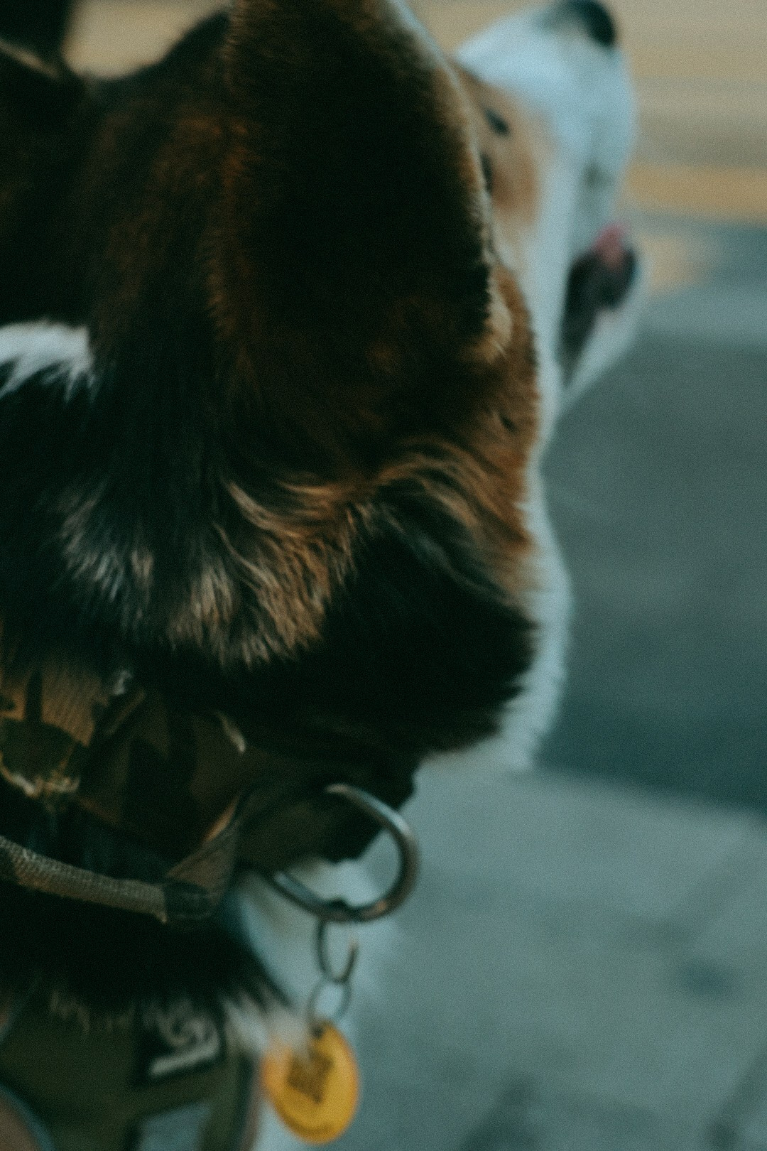 Олег Юля и Арчи. Фотограф Нижний Новгород