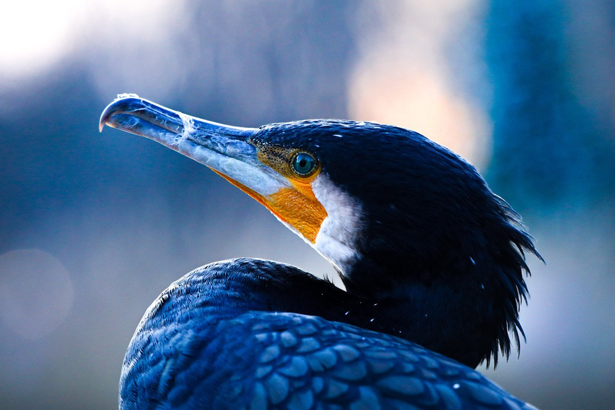 Природа. Глеб Захаренко — спортивный и репортажный фотограф в Крыму