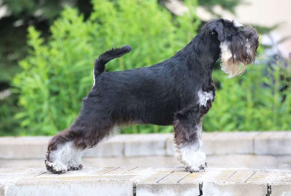 Питомник Делинсо Бэлэнс, щенки цвергшнауцера, купить щенка цвергшнауцера, питомник цвергшнауцеров, кобель цвергшнауцера для вязки, щенок цвергшнауцера, питомник цвергшнауцеров, черный с серебром, цверг, лучший питомник в беларуси