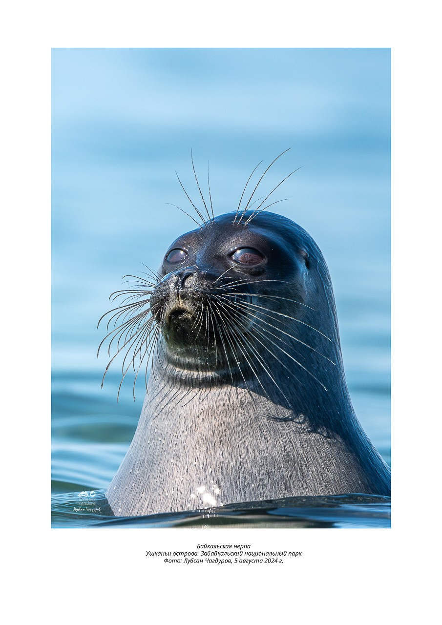 Фотовыставка «Дети природы». Фотограф Лубсан Чагдуров