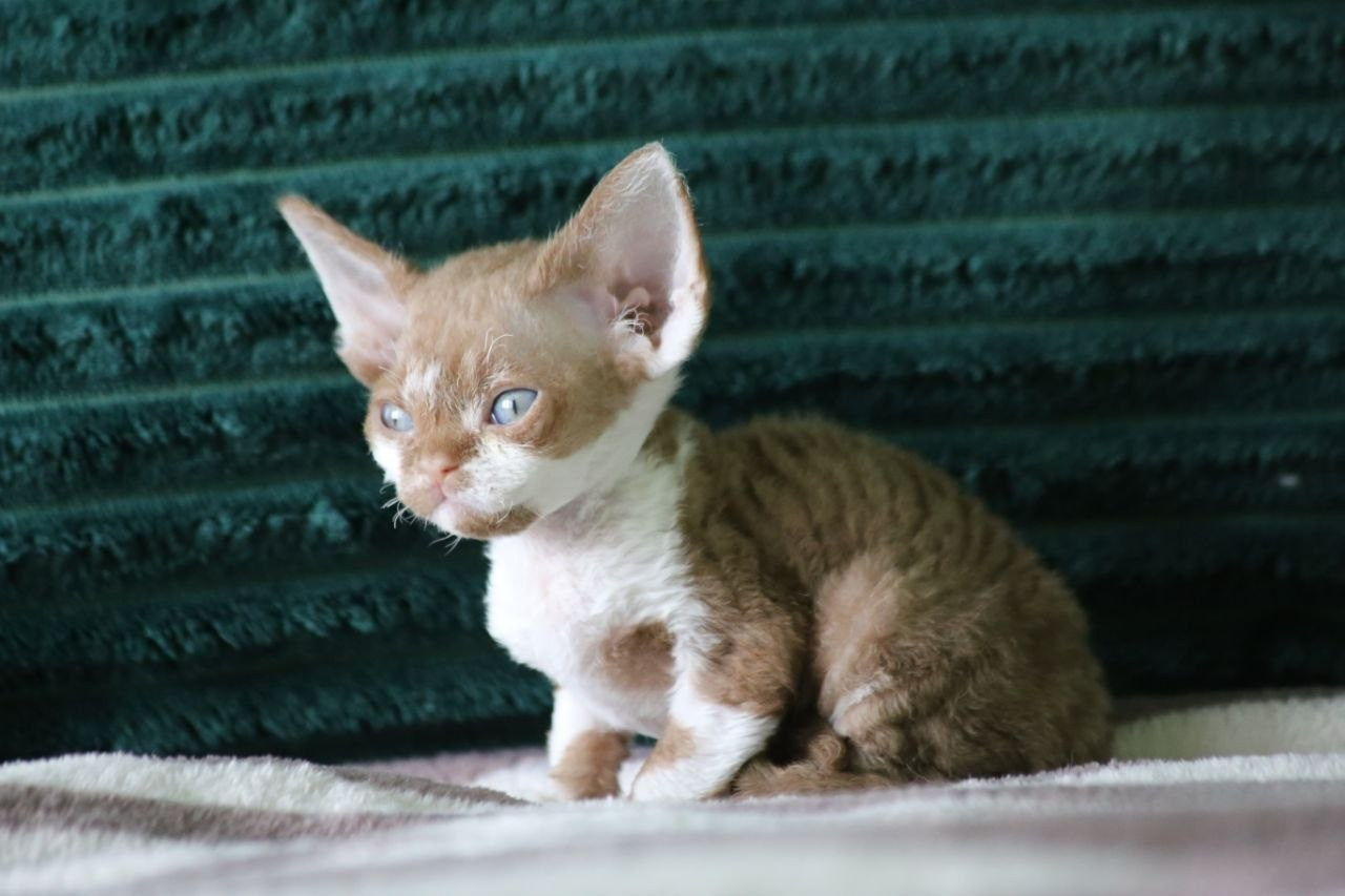 DRX о 03 котик Nevskiy Orpnevs готов к резерву 🧿 д/р 25.02.26. Nevskiy Favorite — питомник девон-рексов в Санкт-Петербурге. Здоровые, ласковые и редкие котята