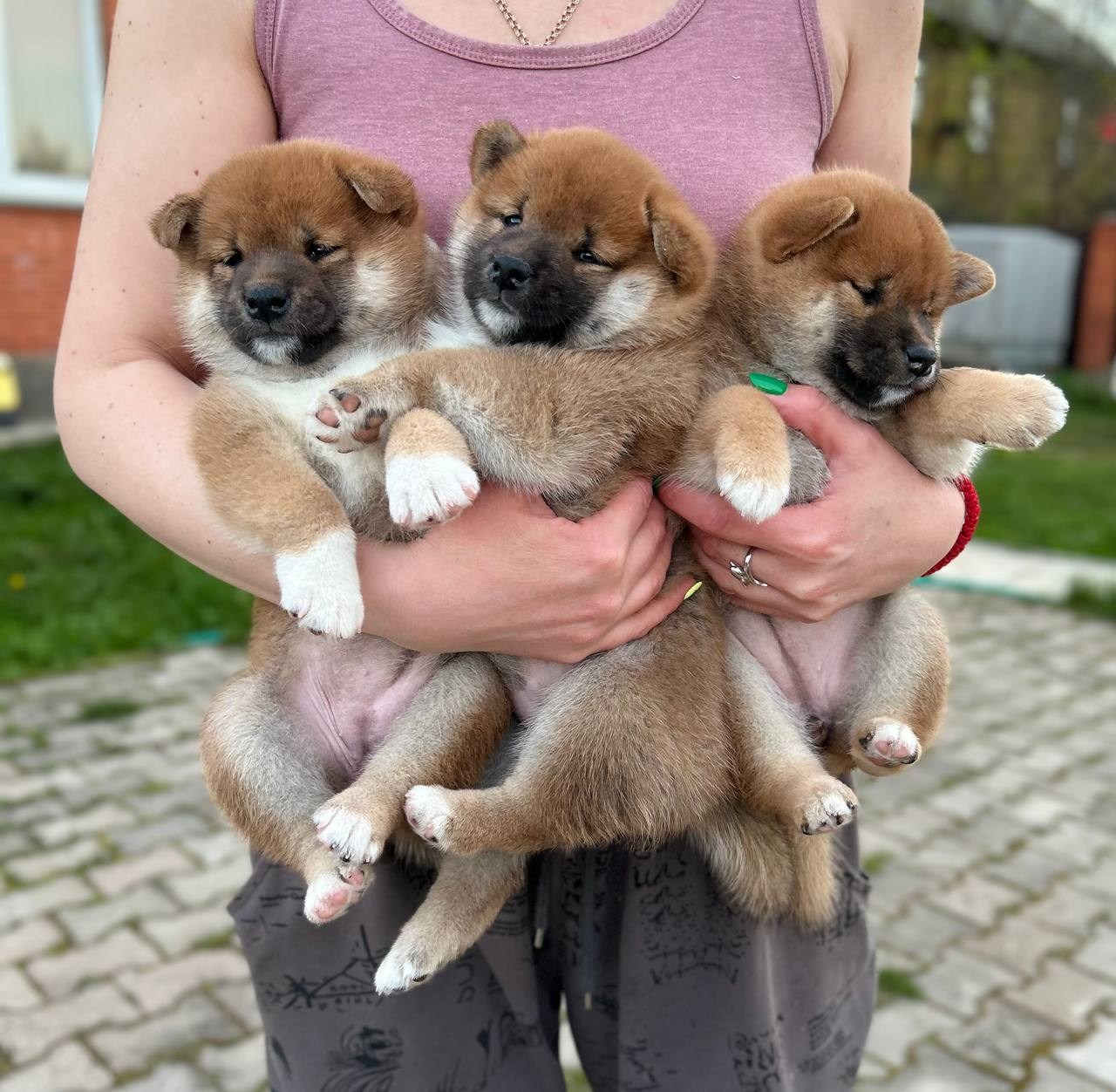 сиба питомник Рубилайт щенки на продажу rubylight  сиба щенки купить СПб Санкт-Петербург