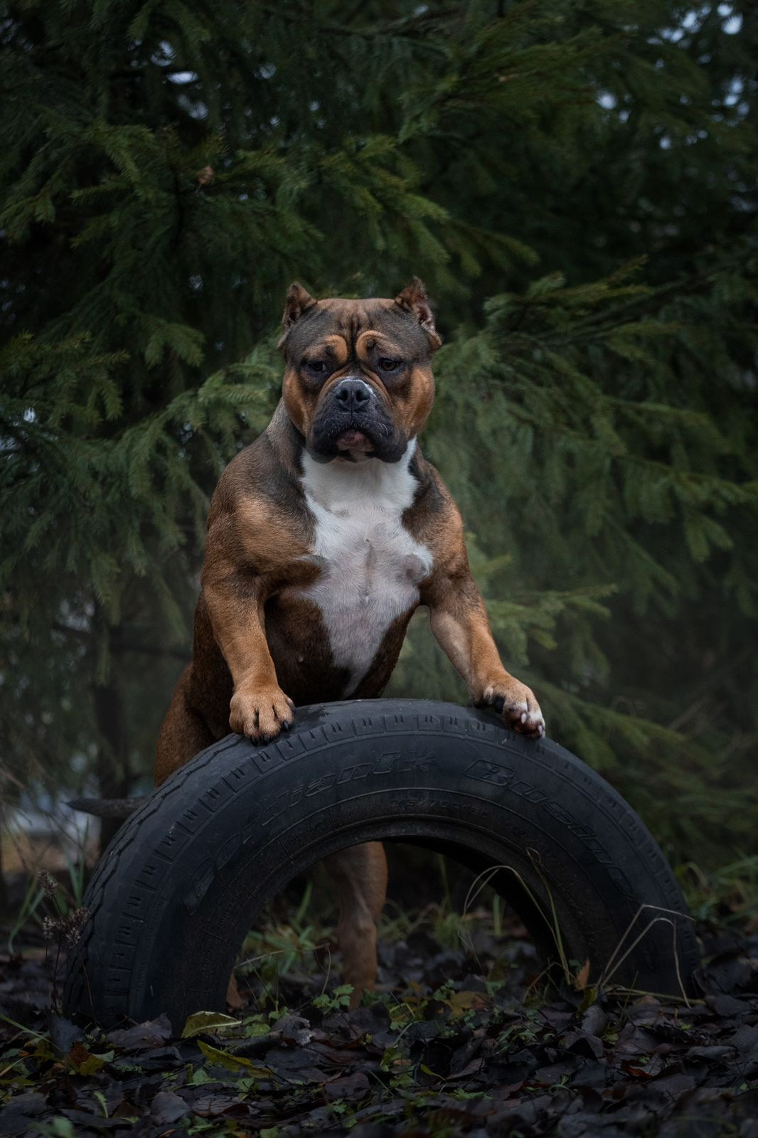 купить щенка Амбулли в Пензе