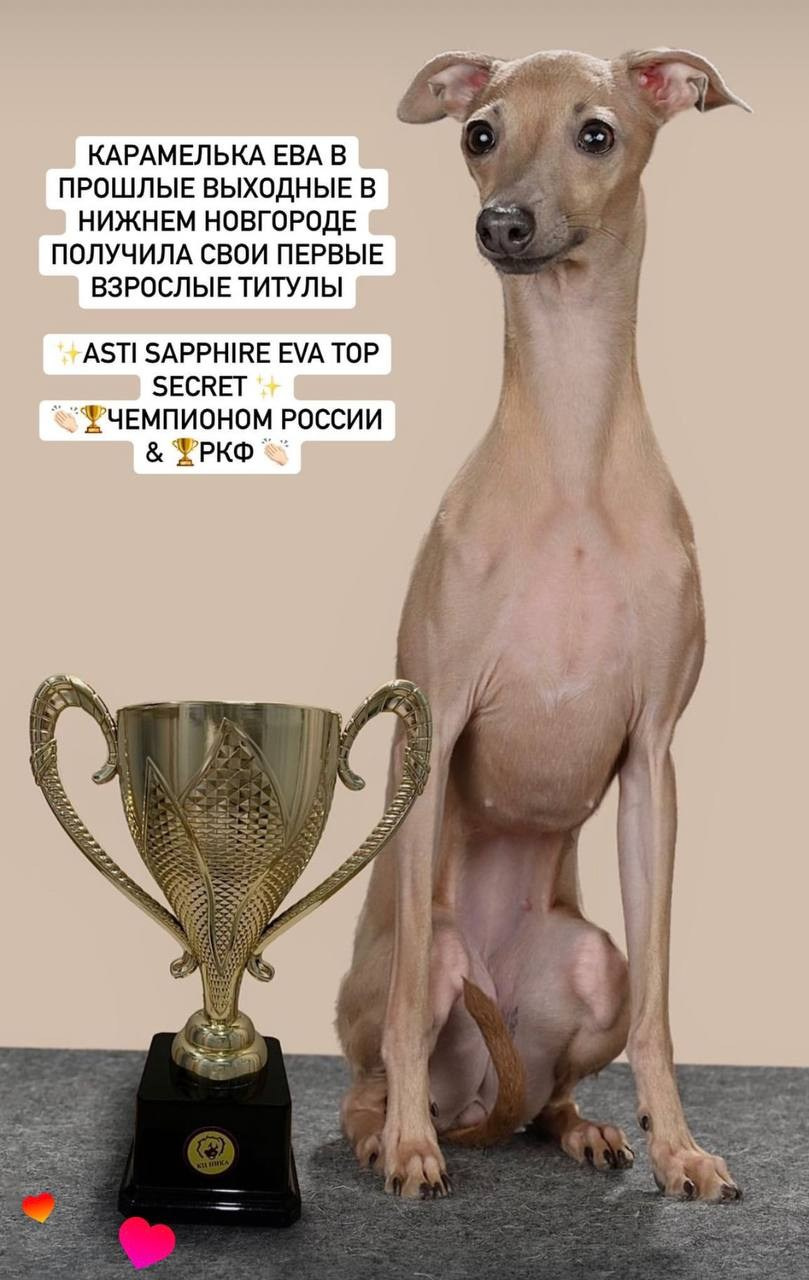 Выпускники ЧЕМПИОНЫ. Профессиональный питомник левреток РКФ/FCI ASTI SAPPHIRE 💎 Сочи|Санкт-Петербург
