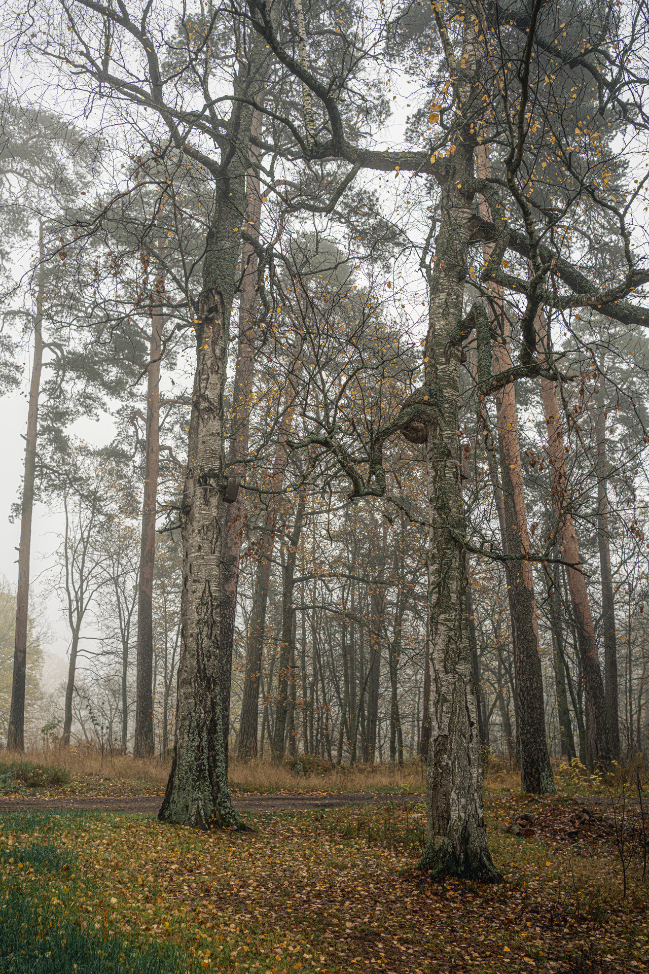 Выборг (октябрь 2020). Фотограф Сергей Танков