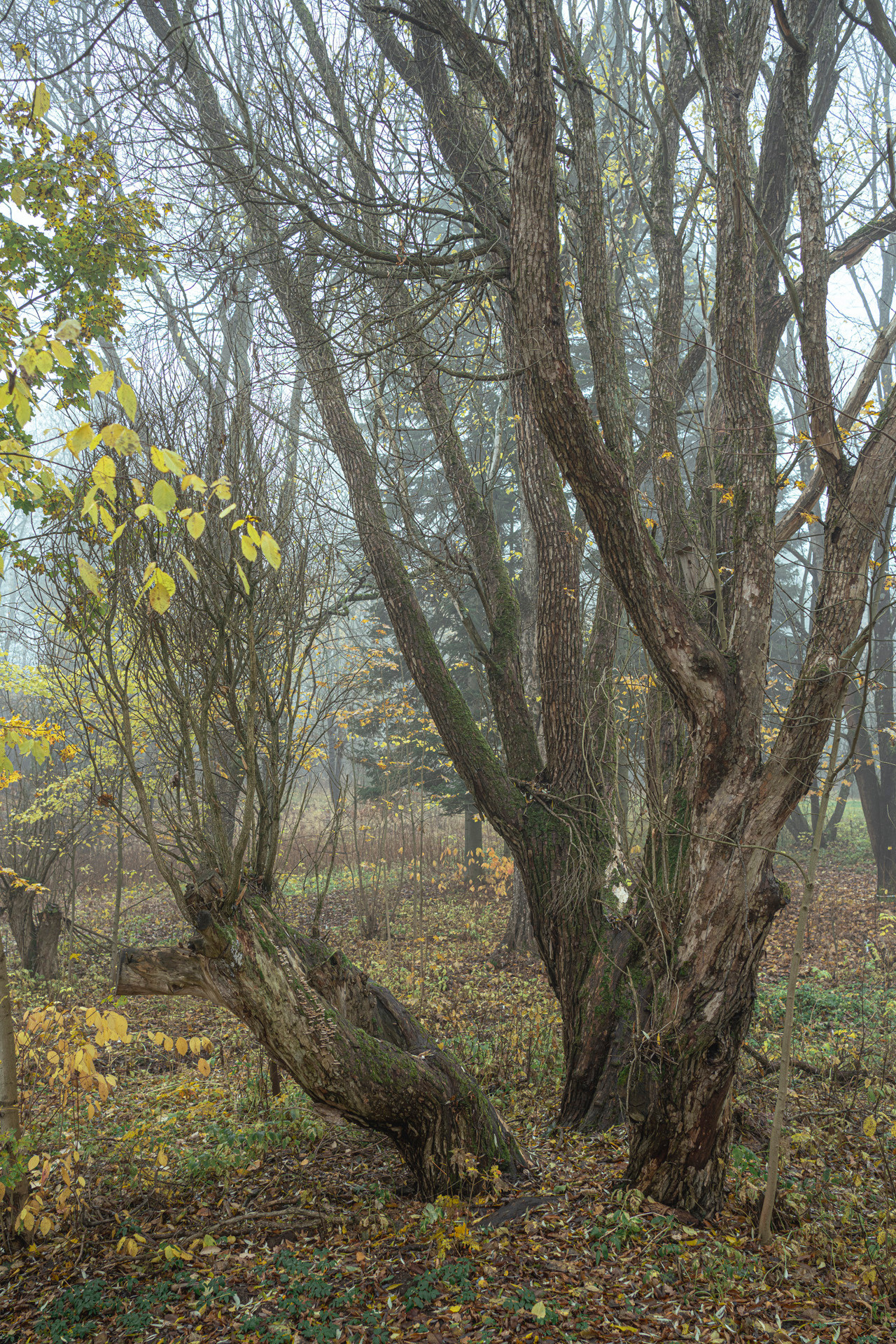 Выборг (октябрь 2020). Фотограф Сергей Танков
