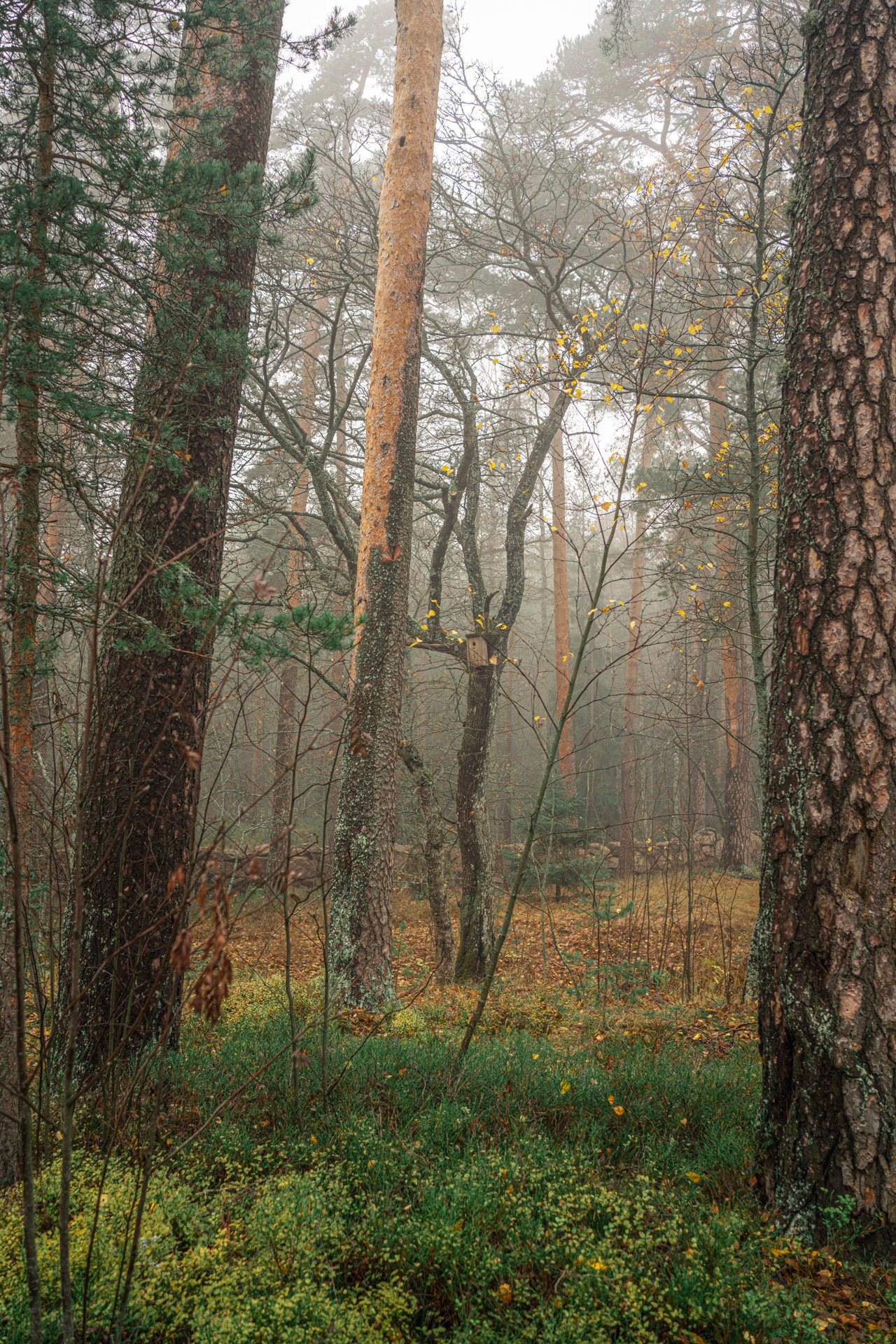 Выборг (октябрь 2020). Фотограф Сергей Танков