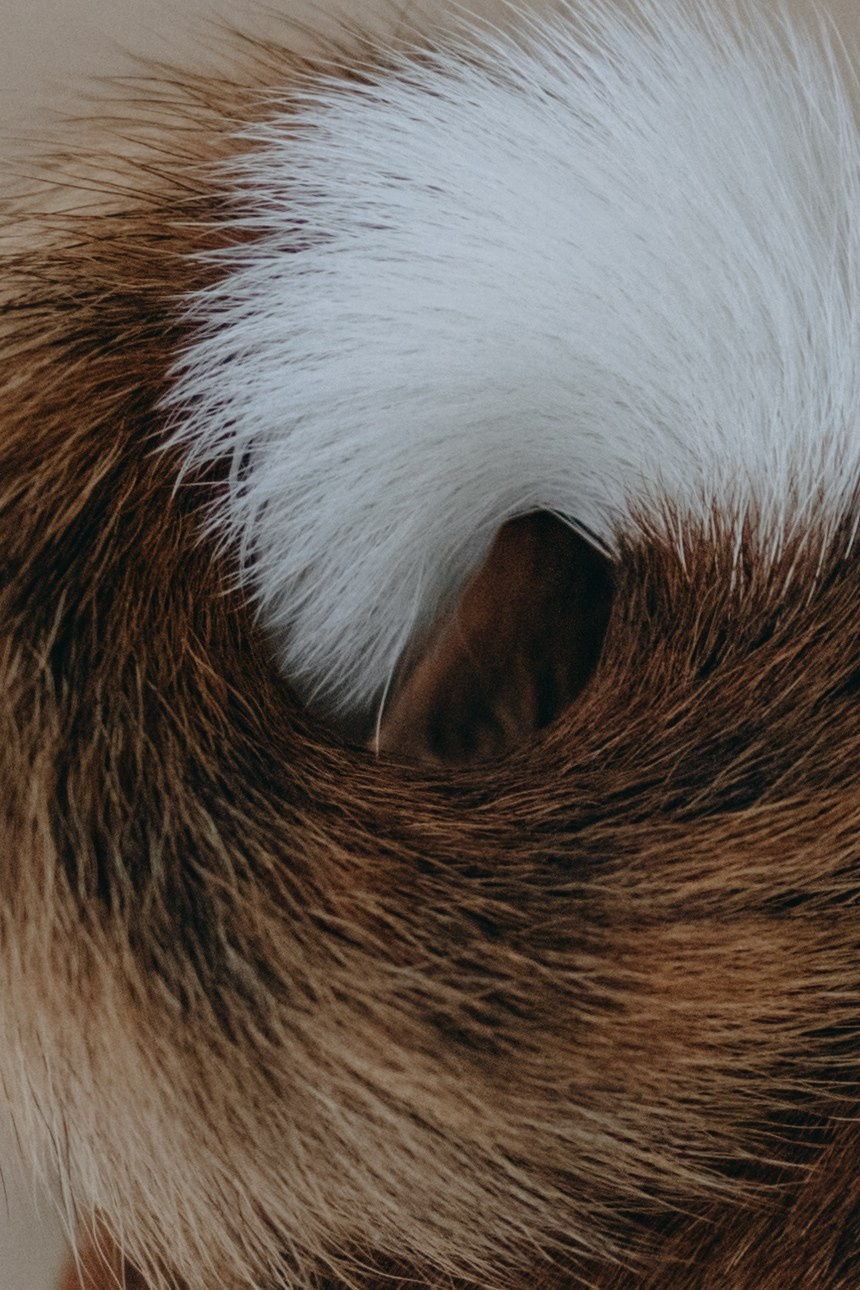 Даша и Арчи. Фотограф — Анималист | Санкт-Петербург