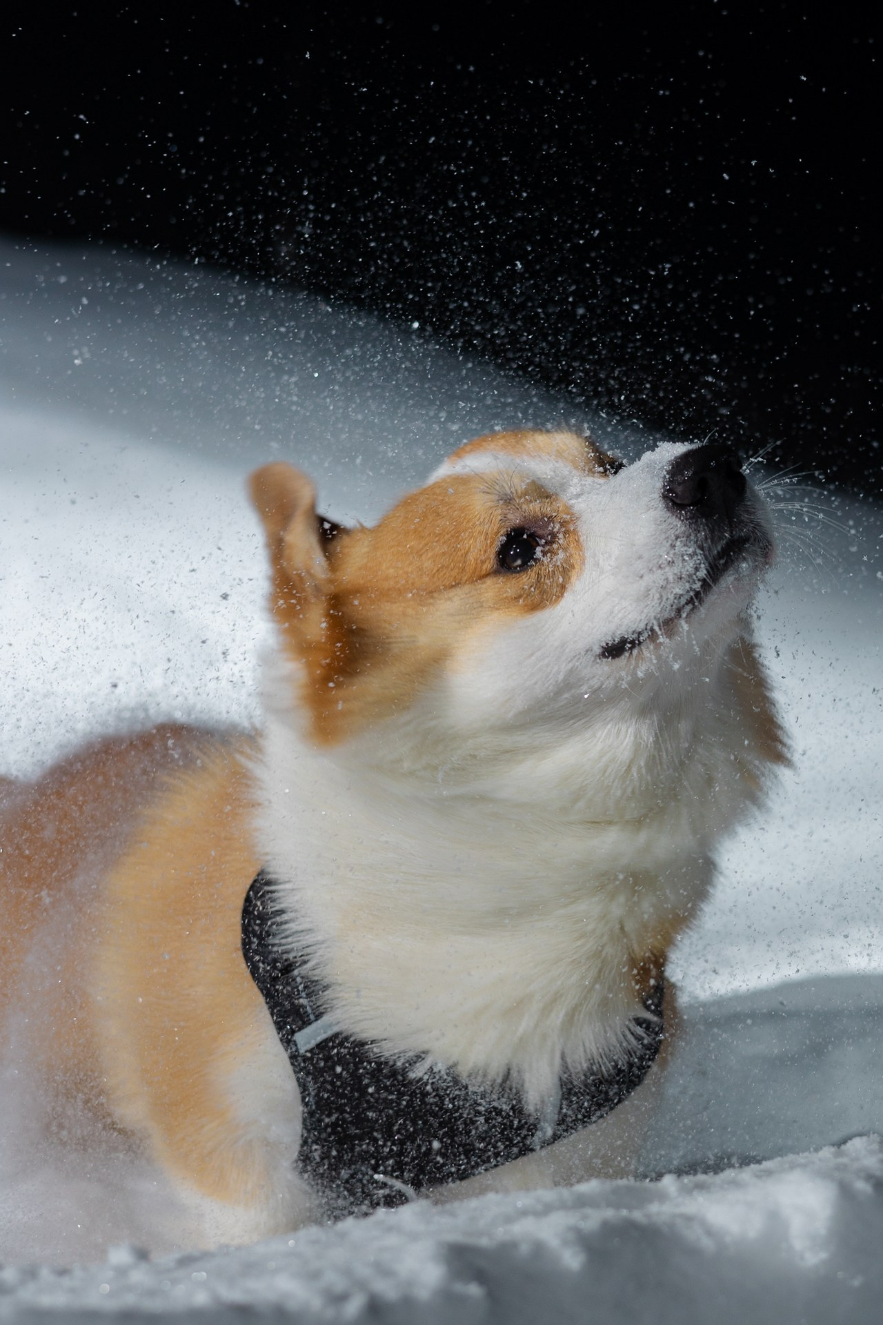 Фотограф Кемерово Сергей Князев отзывы. Фотограф Князев Сергей