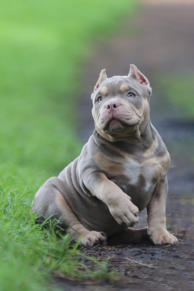 Фотосессия Коди и Кинга!. Фотограф 📸 семейный, предметный, репортажный