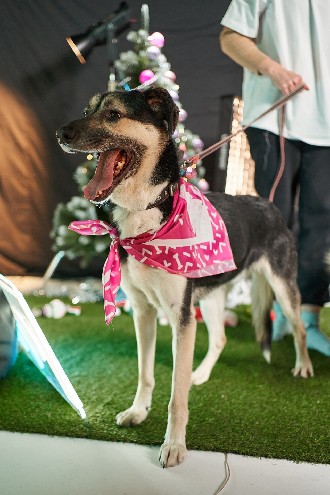 Проект «Андердоги» для коллаборации Фонда «Рэй», Sports.ru, Пари. Фотограф анималист Москва Дарья