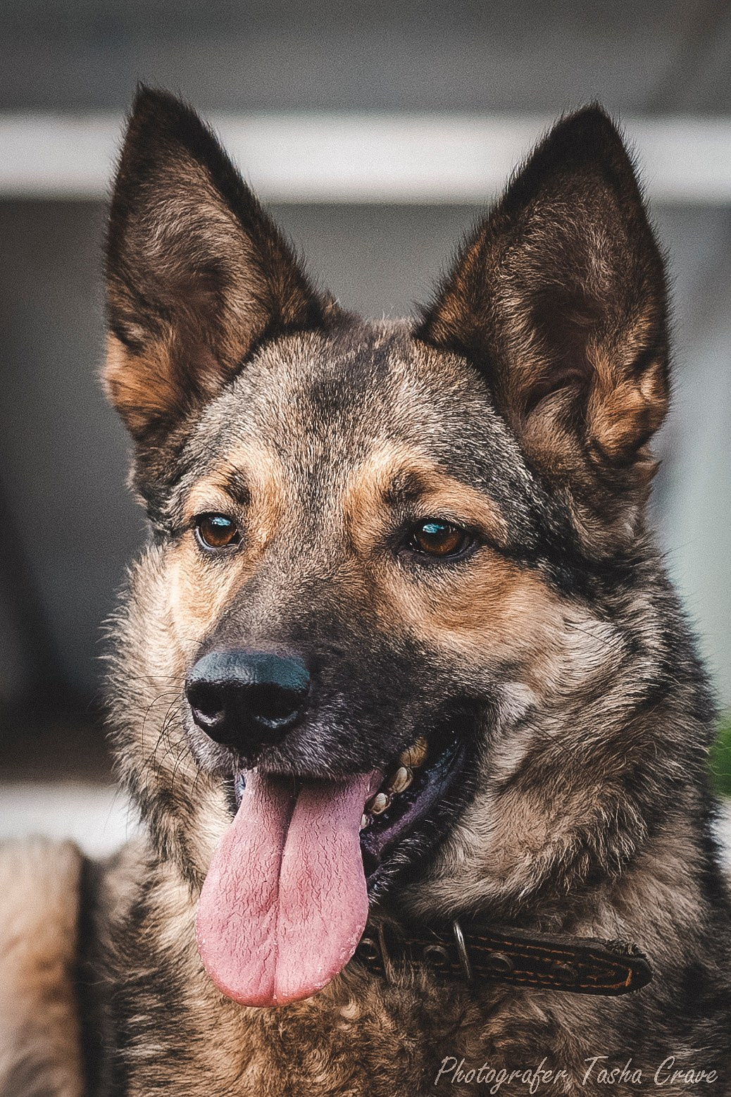 Приют для собак. Фотограф анималист в Санкт-Петербурге Таша Крейв