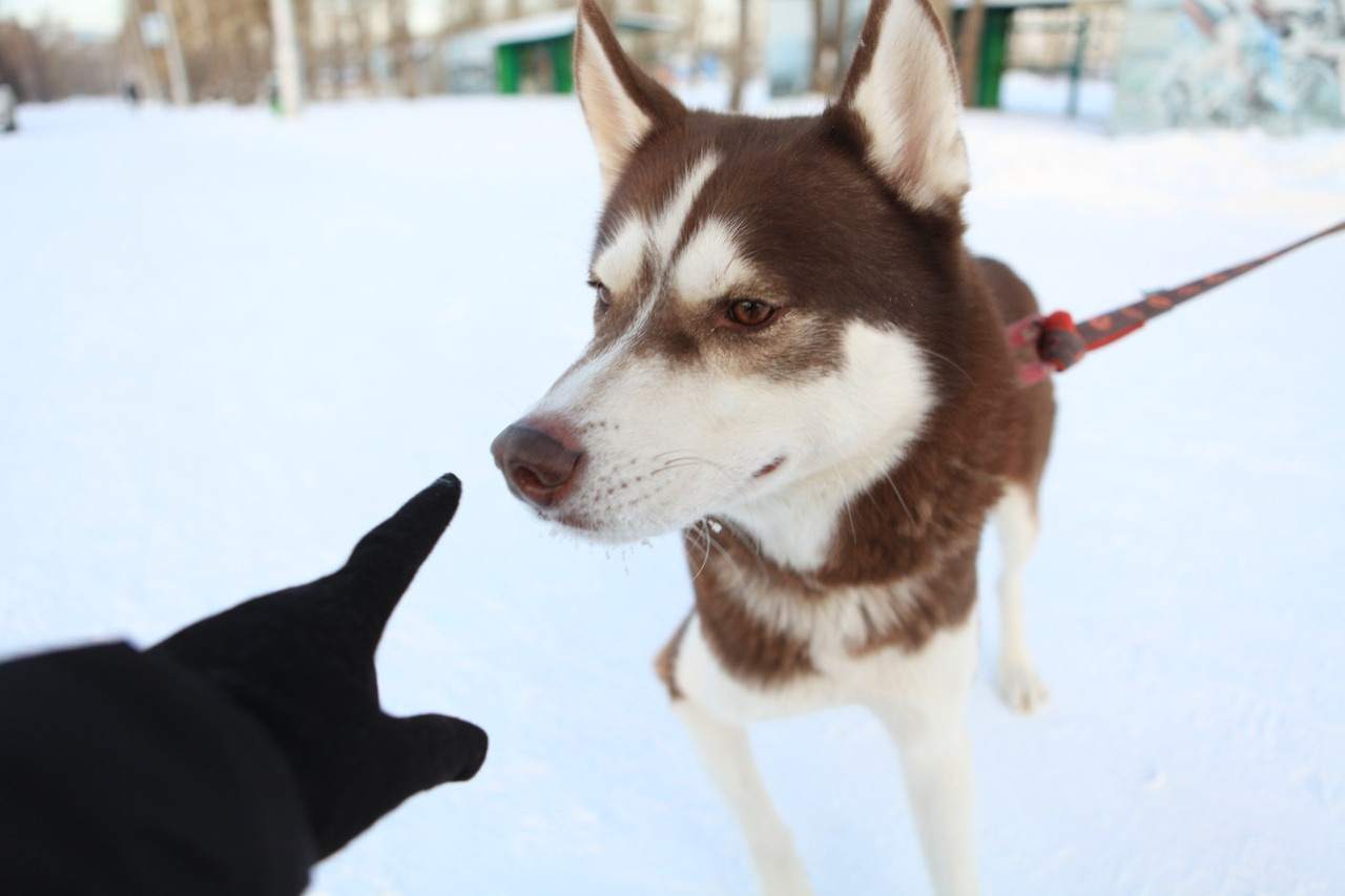 хаски зима белый снег