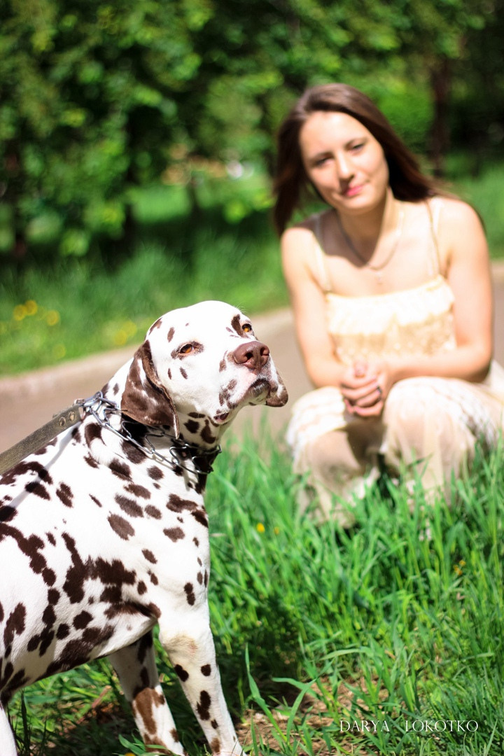 Далматин (Далматинец)  девушка зеленая трава природа