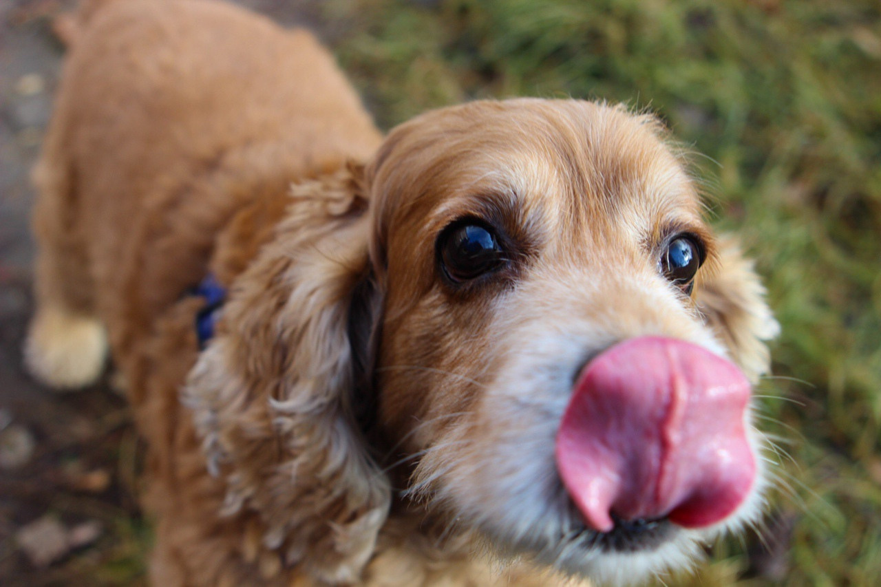спаниель розовый язык уиппет