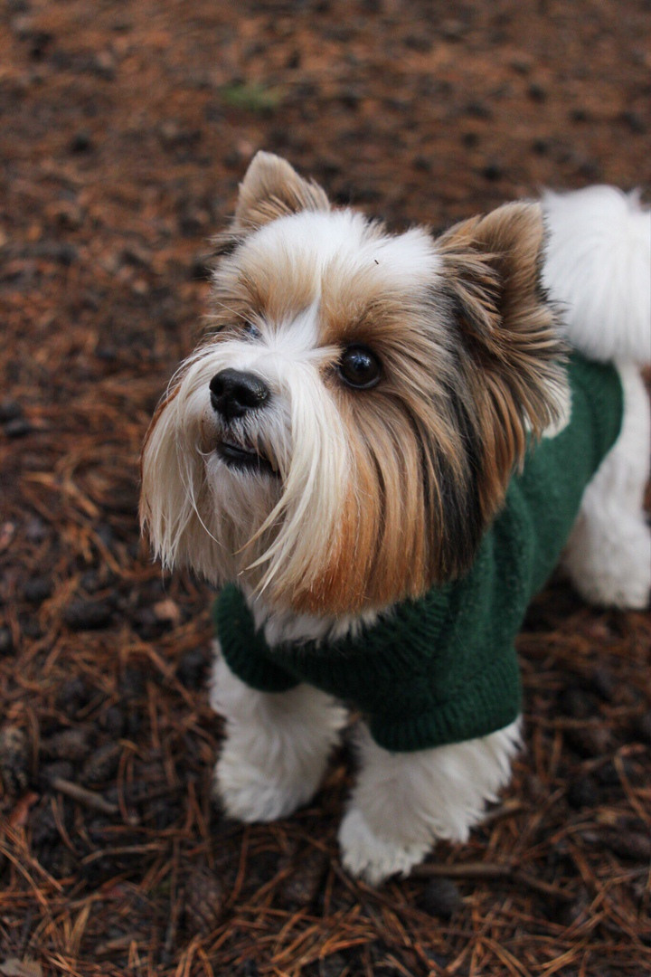 йокширский терьер 