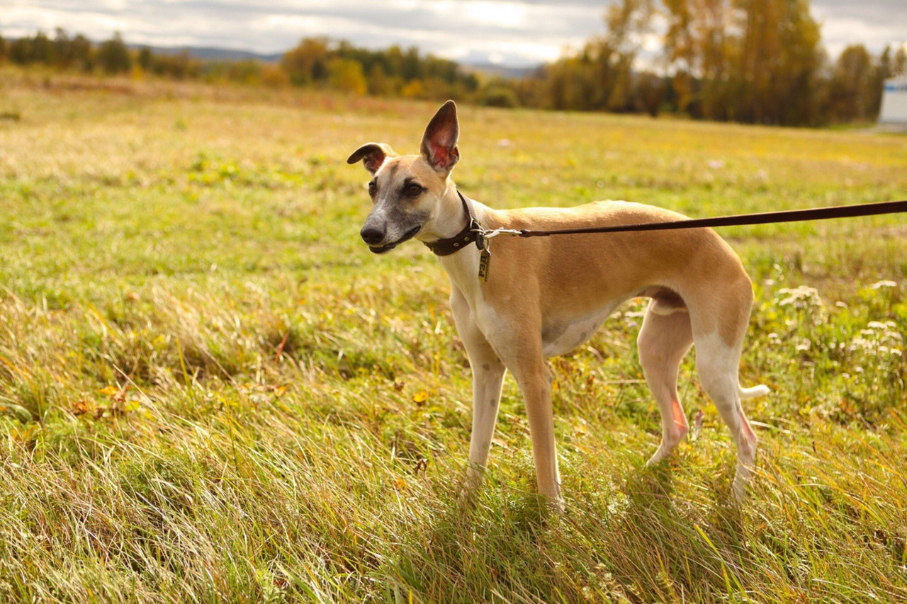 Грейхаунд  английская борзая на природе уиппет
