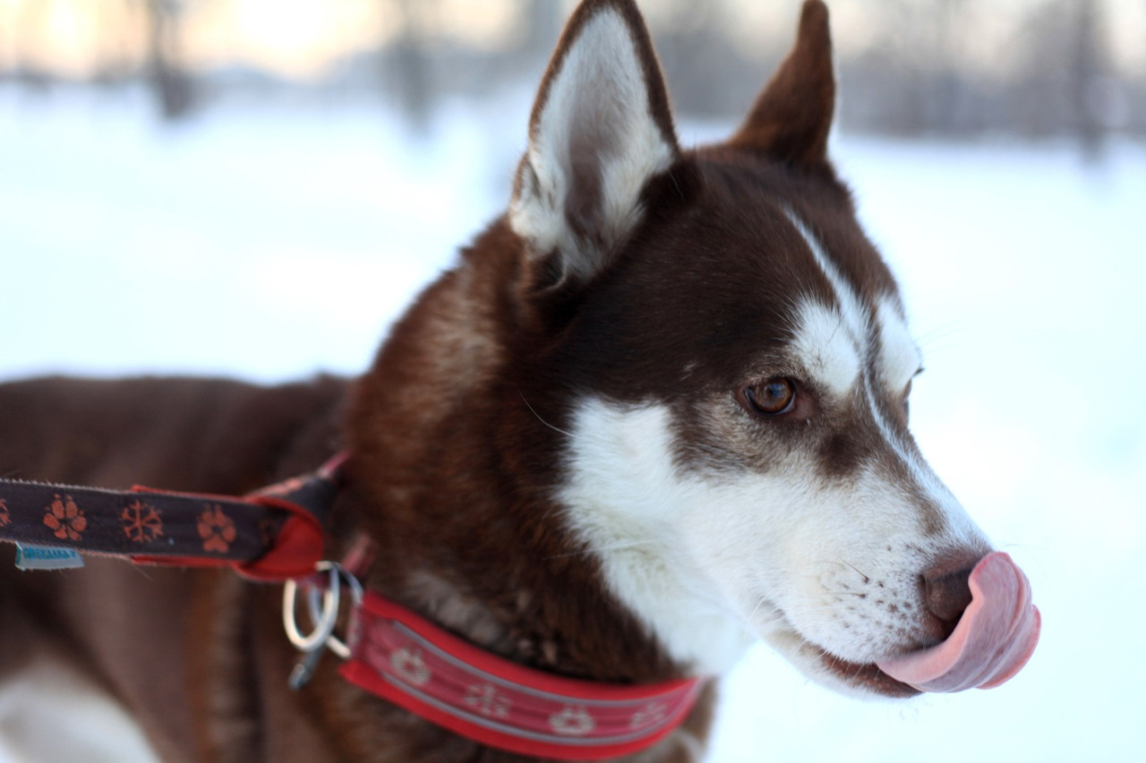 хаски зима белый снег