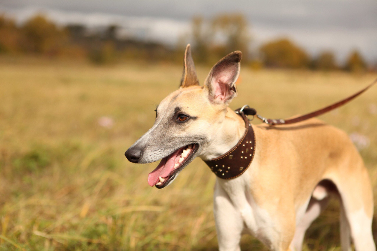 Грейхаунд  английская борзая на природе уиппет