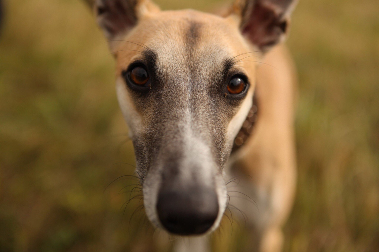 Грейхаунд  английская борзая на природе уиппет