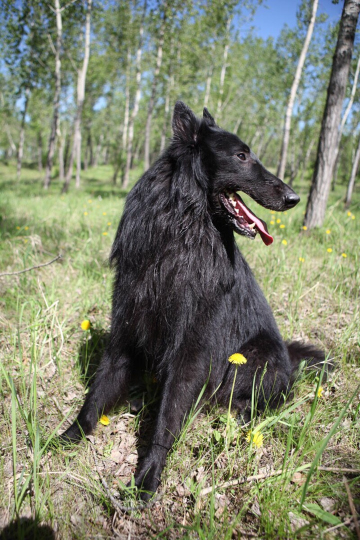 Фотосессии собак. Фотограф Дарья Локотко в Красноярске