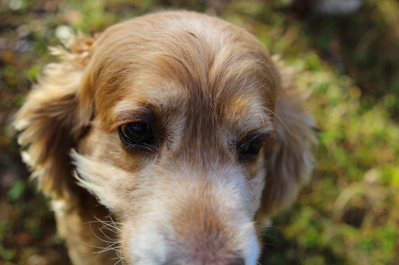 глаза спаниель на природе