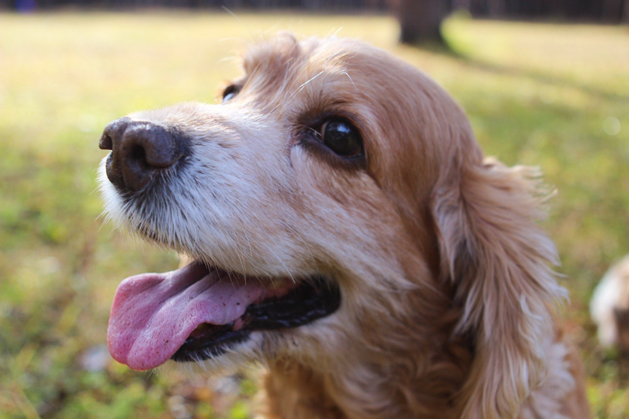 спаниель природа