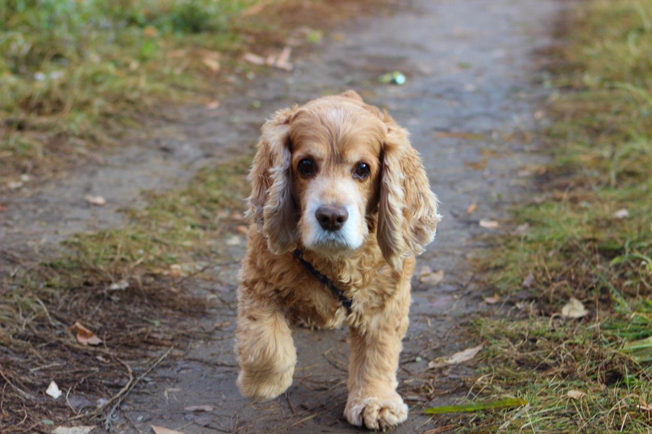 спаниель бежит по дороге