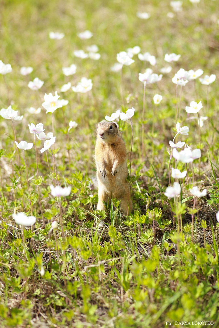 Белка и сын. Фотограф Дарья Локотко в Красноярске