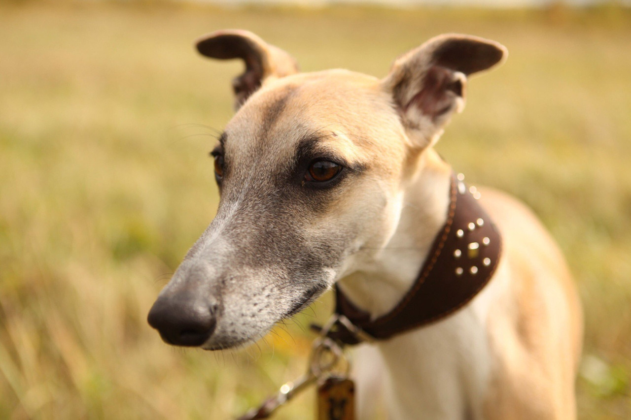 Грейхаунд  английская борзая на природе уиппет 