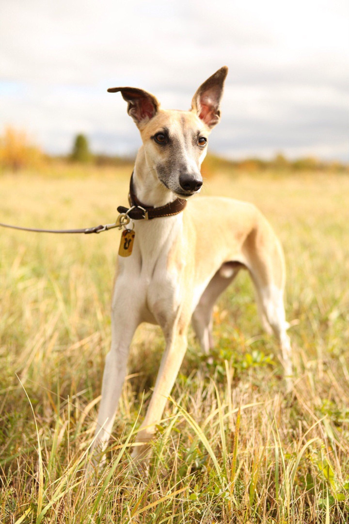 Грейхаунд  английская борзая на природе уиппет