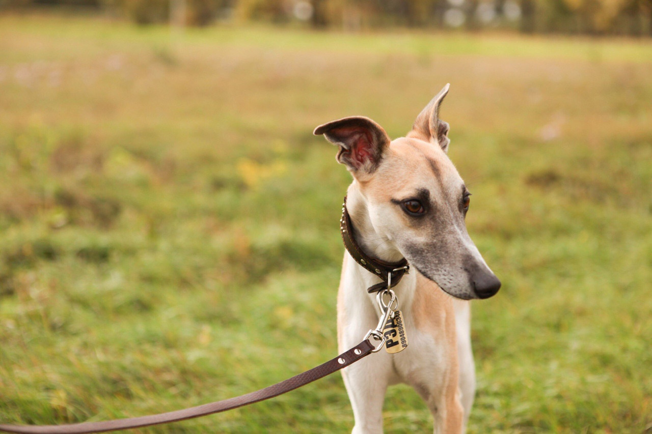 Грейхаунд  английская борзая на природе уиппет