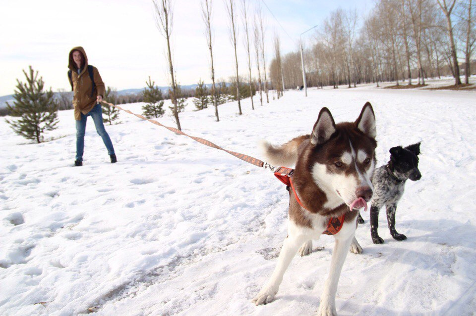 хаски зима белый снег