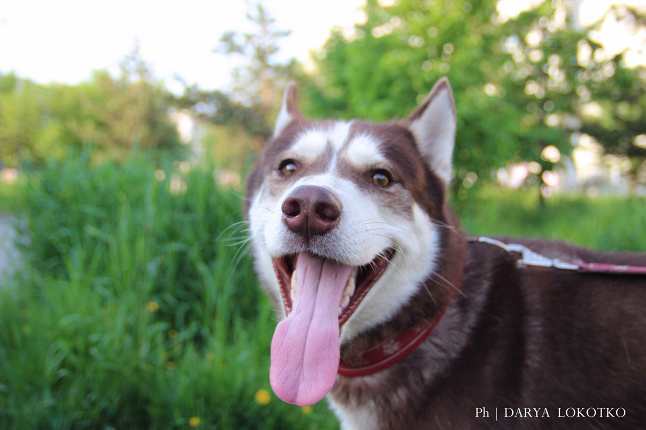 хаски длинный язык язык на природе