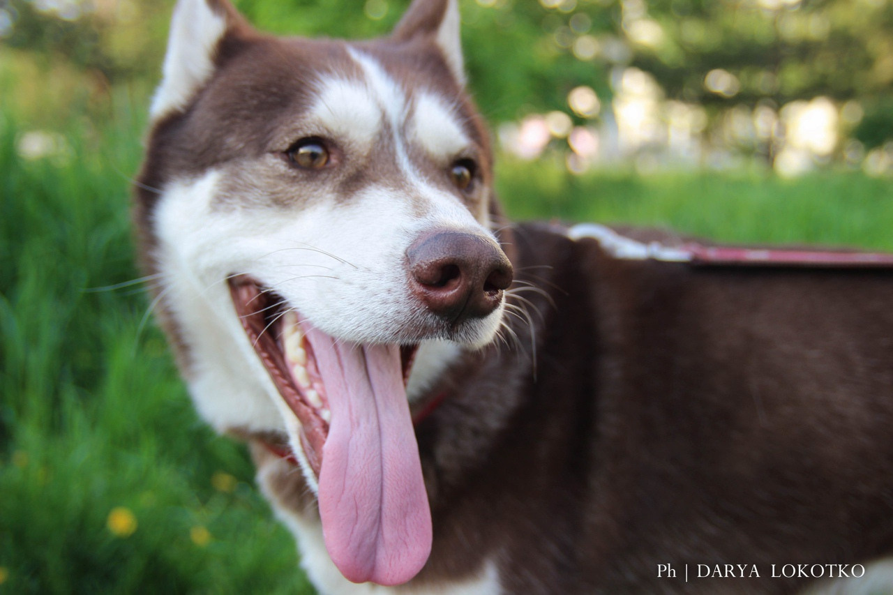 хаски длинный язык на плечо  на природе