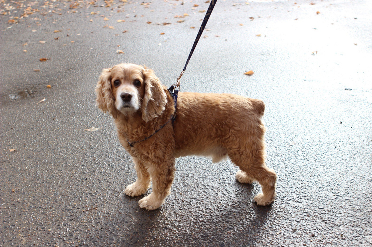 кокер спаиель на мокром асфальте