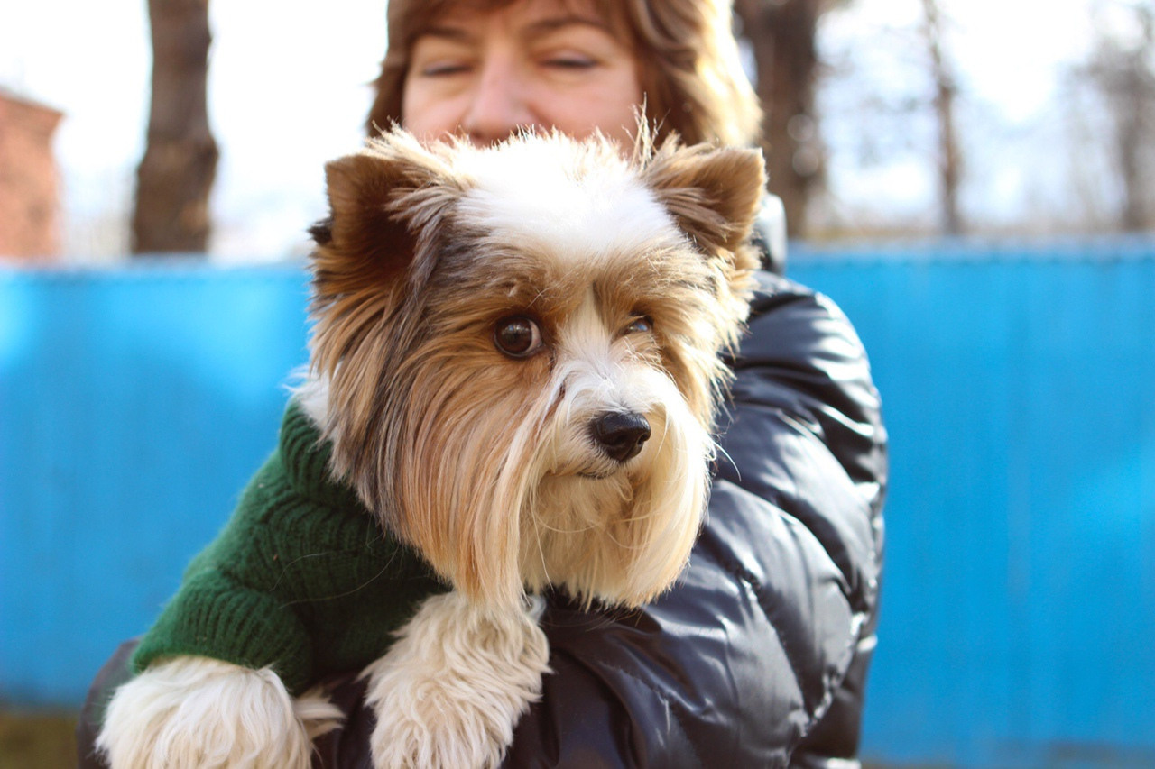 йоркширский терьер на руках