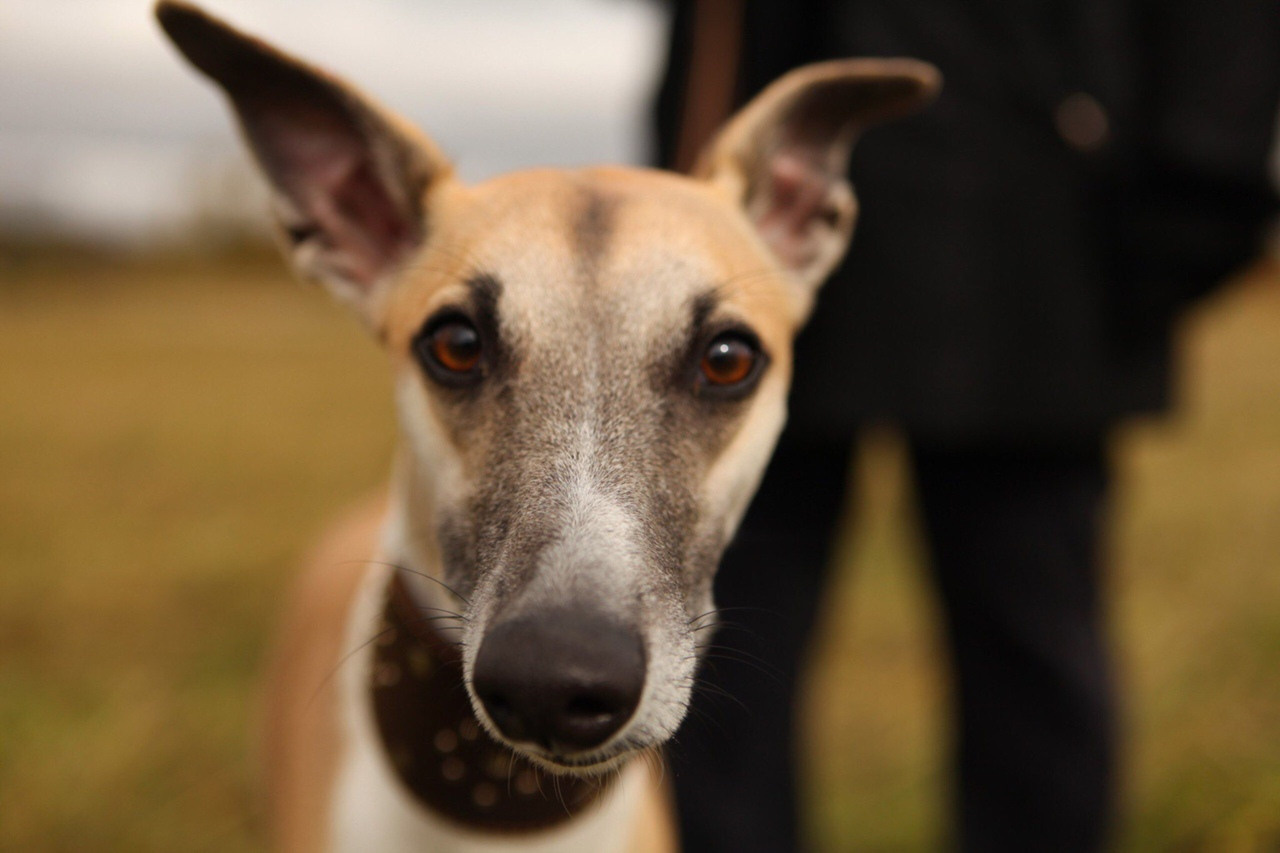 Грейхаунд  английская борзая на природе уипппет