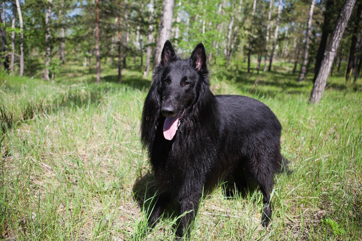 Фотосессии собак. Фотограф Дарья Локотко в Красноярске