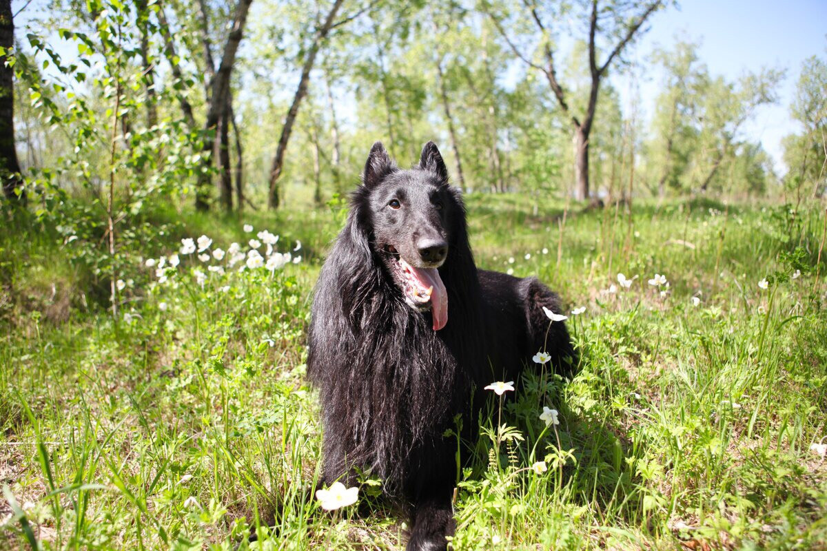 Фотосессии собак. Фотограф Дарья Локотко в Красноярске