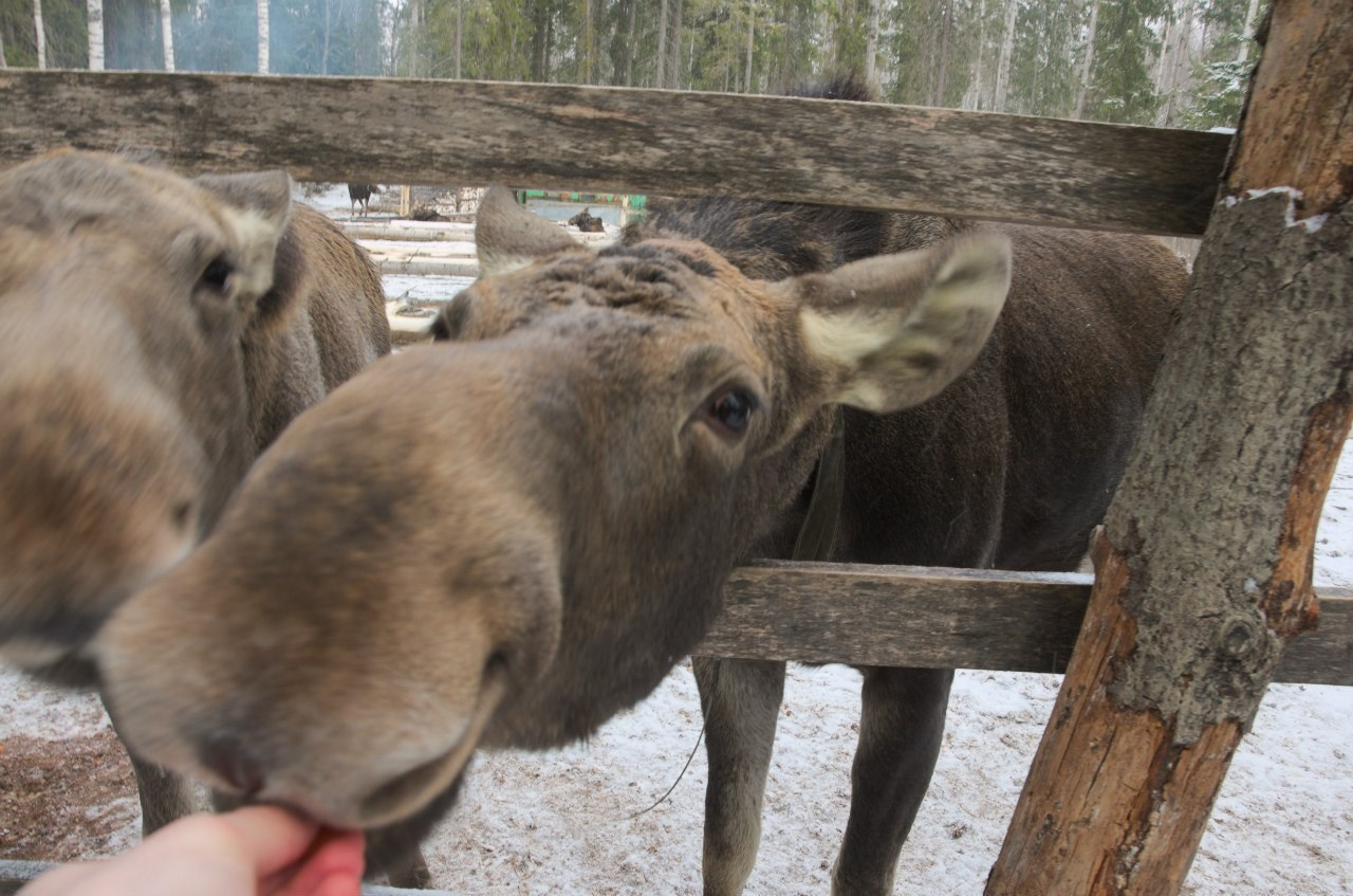 Кострома | 21-22.03.2015. Галерея Фантим