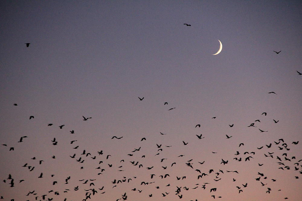 Работы студентов. Начальный уровень (1 и 2 ступень) . "Основы фото-мастерства". Максим Матвийченко и Виктория Басова профессионалы своего дела