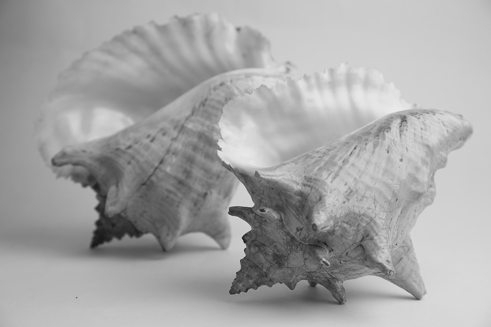 Работы студентов. Начальный уровень (1 и 2 ступень) . "Основы фото-мастерства". Максим Матвийченко и Виктория Басова профессионалы своего дела