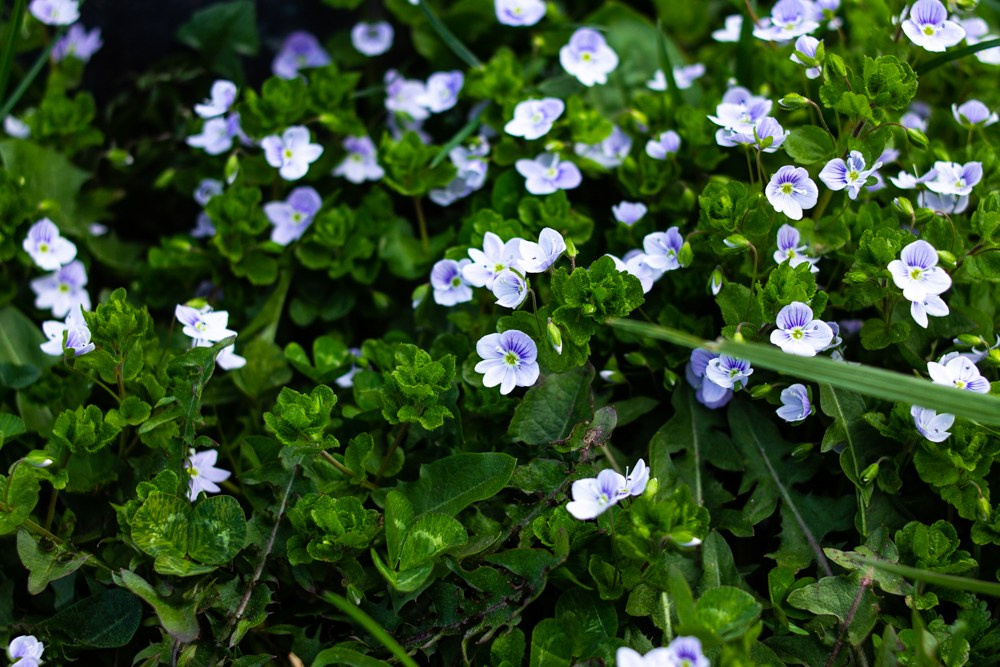 Кавказ. Детский и семейный фотограф в Екатеринбурге Екатерина Гильманова
